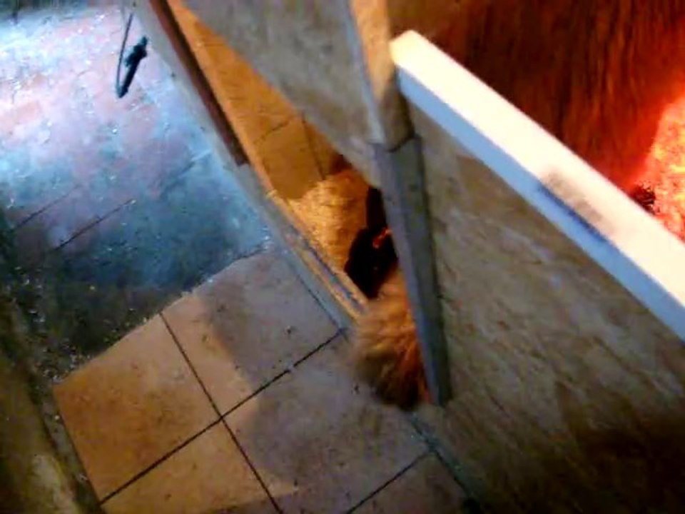 chiots dixie terre neuve marron de VALOYAN