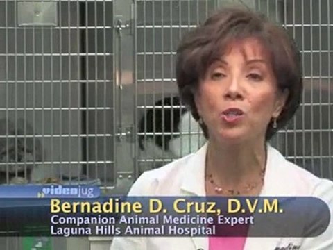 Older Dogs And Diseases : What medications will improve the quality of life for my older dog?