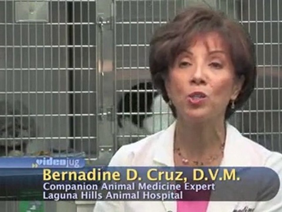 Older Dogs And Diseases : What medications will improve the quality of life for my older dog?