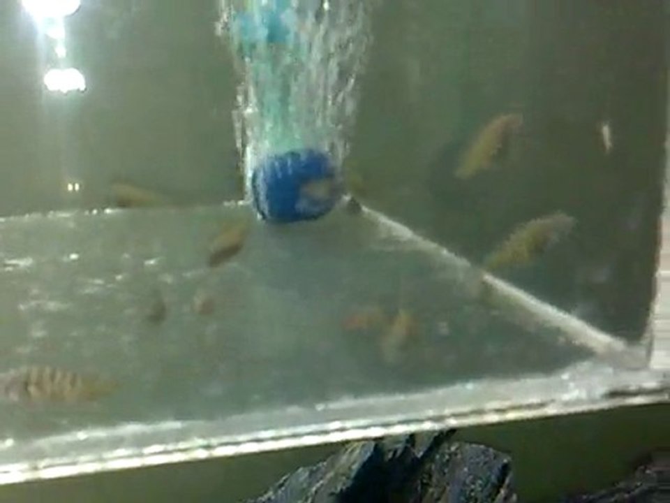 ilangi yellow 26 adet yavru