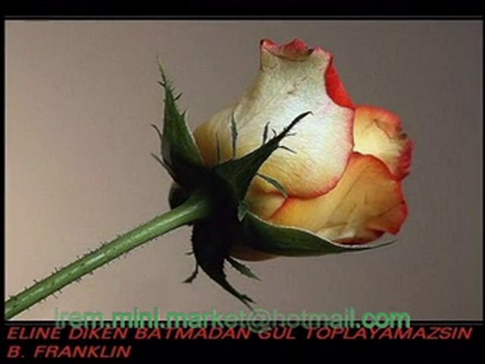 ne peki-ibrahim halil pancar