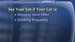 Emergency Cat Care : What are the warning signs that my cat needs to see a vet?