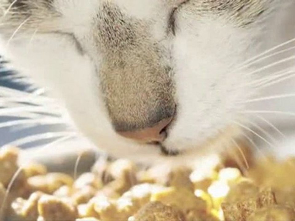 Feeding Your Cat : What should my cat eat when I first bring her home?
