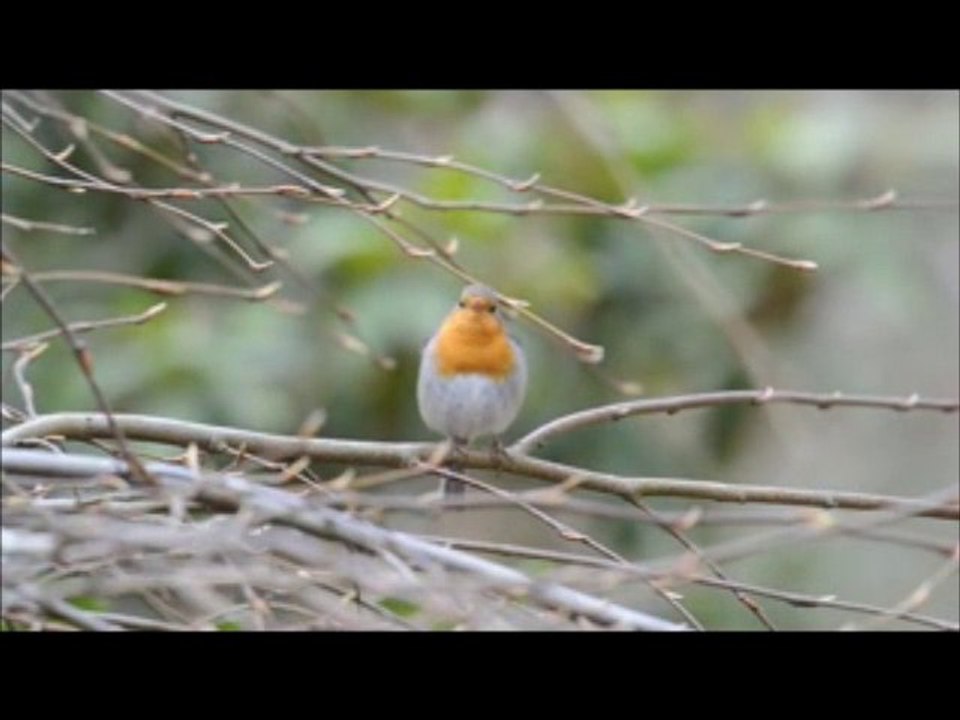 Il canto del Pettirosso