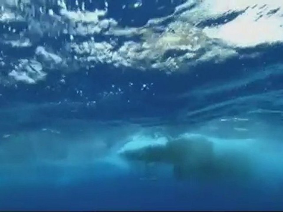 Dans la fosse aux requins 3