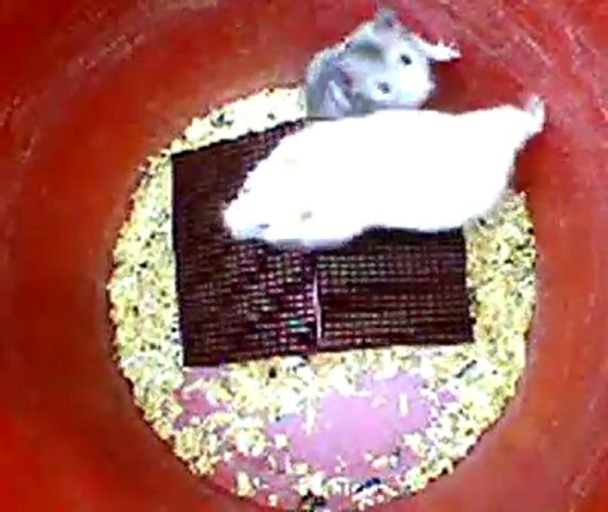 Hamsters Locos!