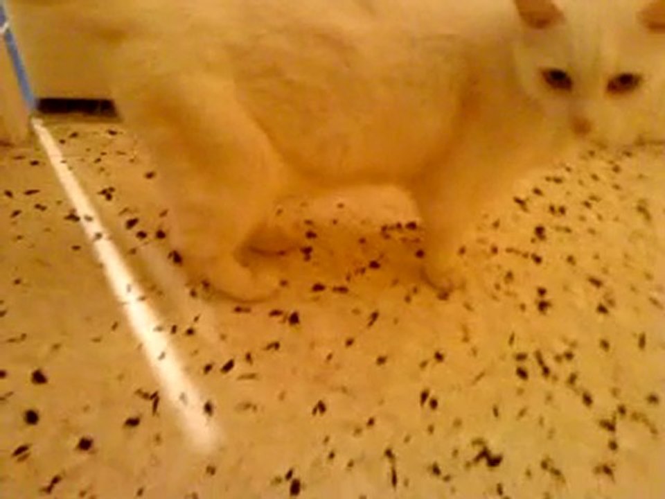 chat qui marche l'amble