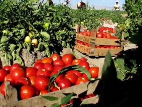 ALİ ELMAS - teke zortlatması