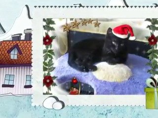 Joyeuses Fêtes de fin d'année