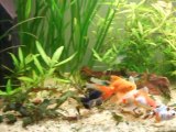 poissons rouge excités 001