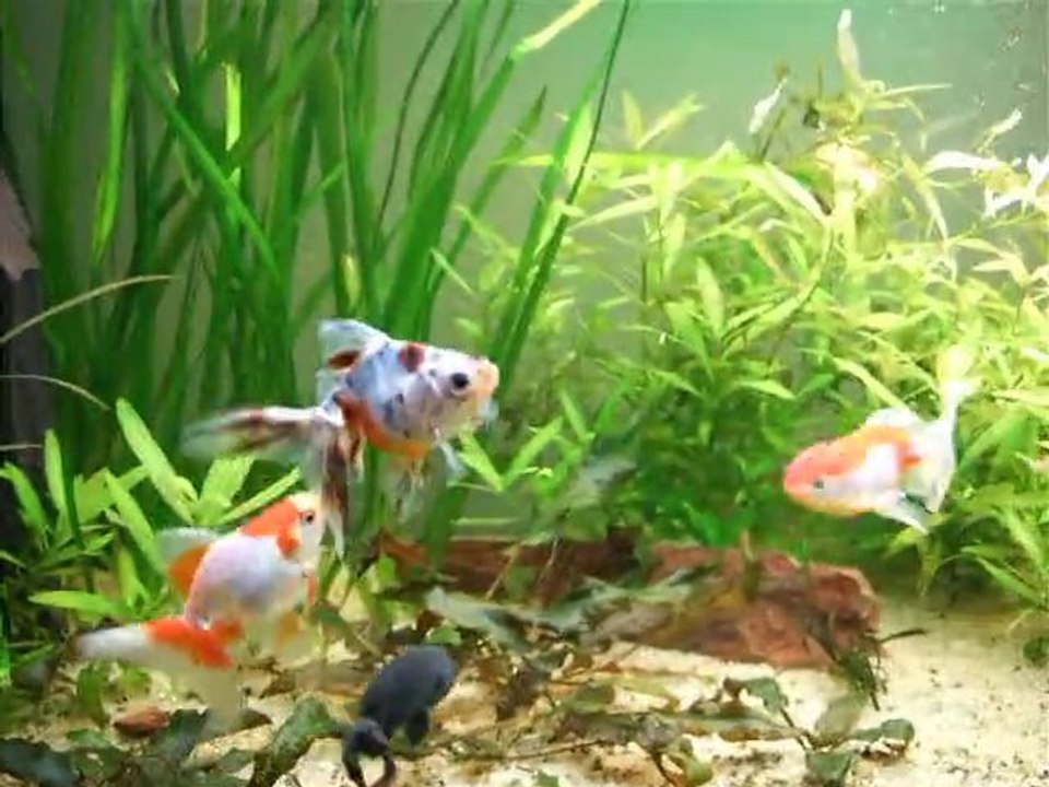 mes poissons rouge excités 002