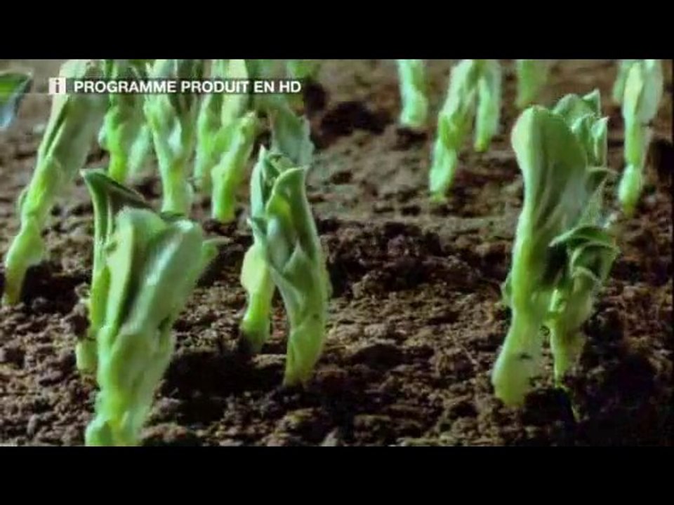 L' ESPRIT DES PLANTES 1