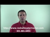 What Five Things Should I Know Before Choosing a Vet | Rock