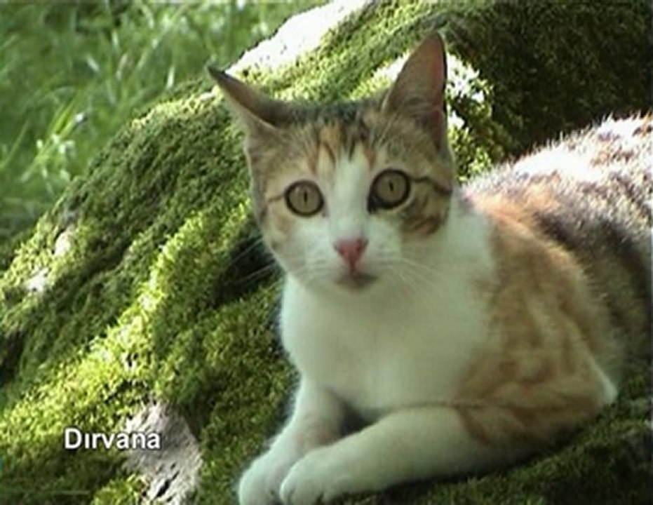 Dırvana