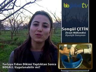 Tarlaya Fidan Dikimi Yaptıktan Sonra NOGALL Uygulanabilir mi