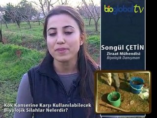 kök kanseri