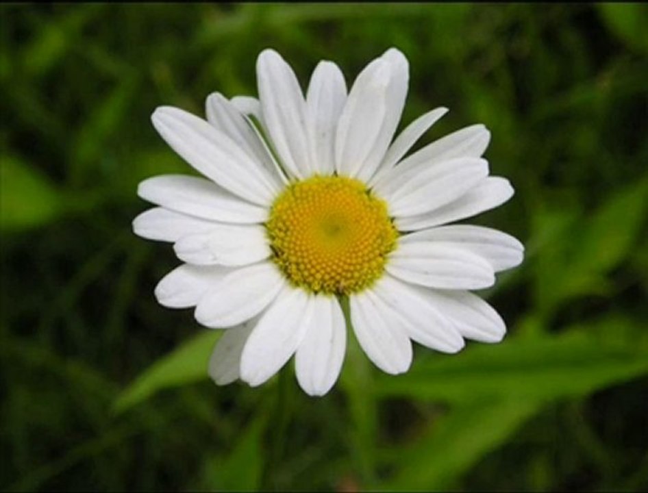 BAHAR GELİNCE  ♫♥♪◄════╝