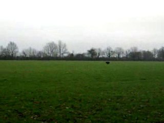 Tir sur un sanglier solitaire de 94 kg a 150 m