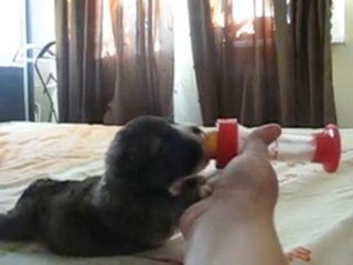 Chaplin 2.5 weeks old eating