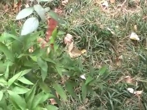 Panda roux au zoo de New York, central Park