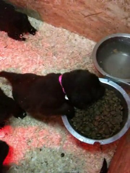 chiots dixie terre neuve marron de VALOYAN