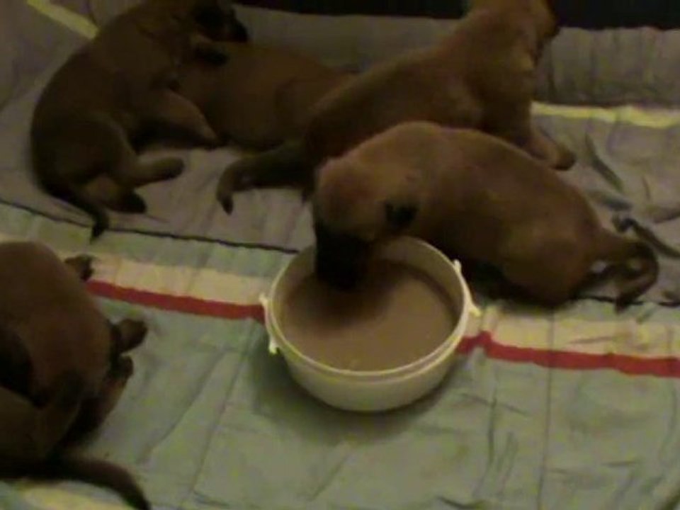 Be Aware C's- 3 Wochen - 1.Mahlzeit