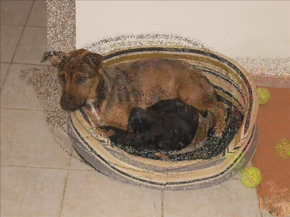 chiots laurent michavila la maman et sa petite jouent...