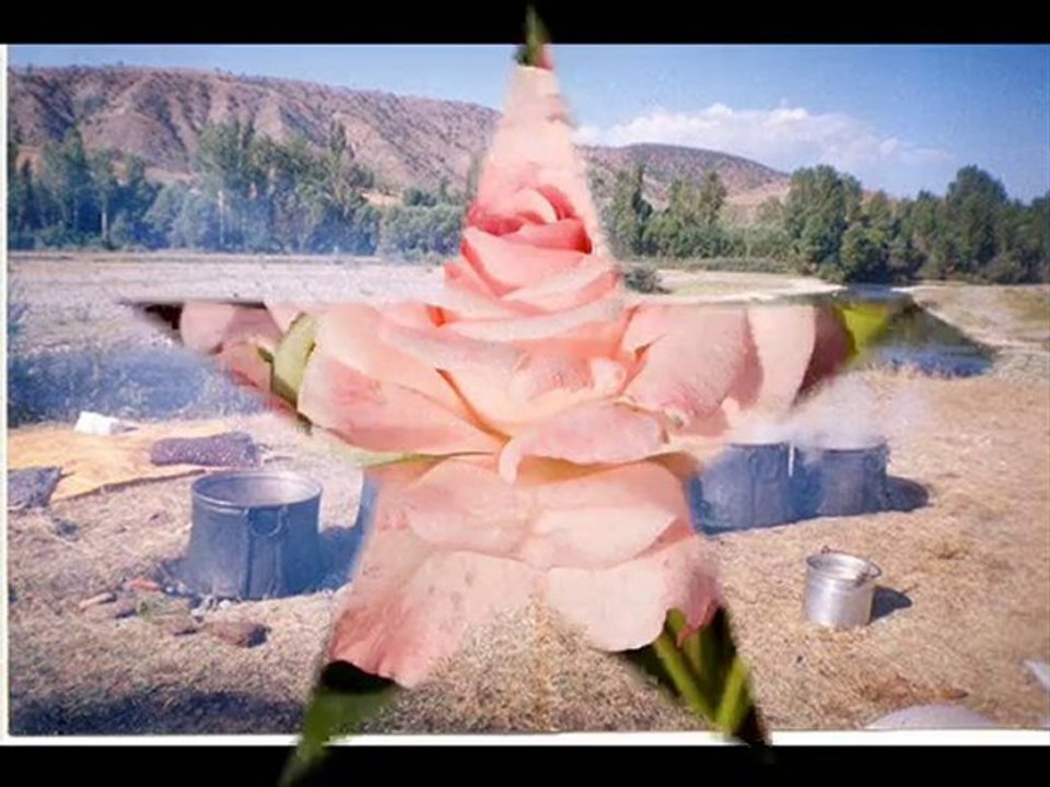 Özcan KAŞIKCI Kırmızı gül demet demet