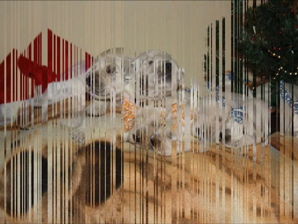 Les bébés de Lovelly 24 12 2010