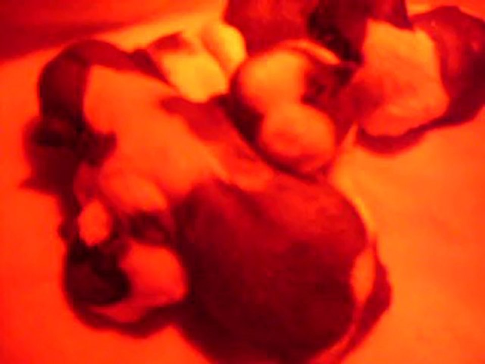 bebes shih tzu