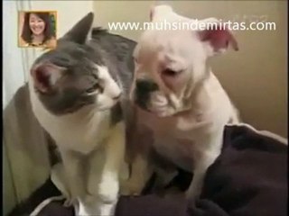 Köpek Sınırlarını Aşınca