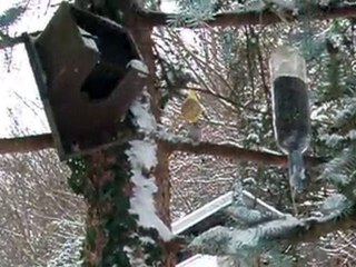 Donnez à manger aux oiseaux