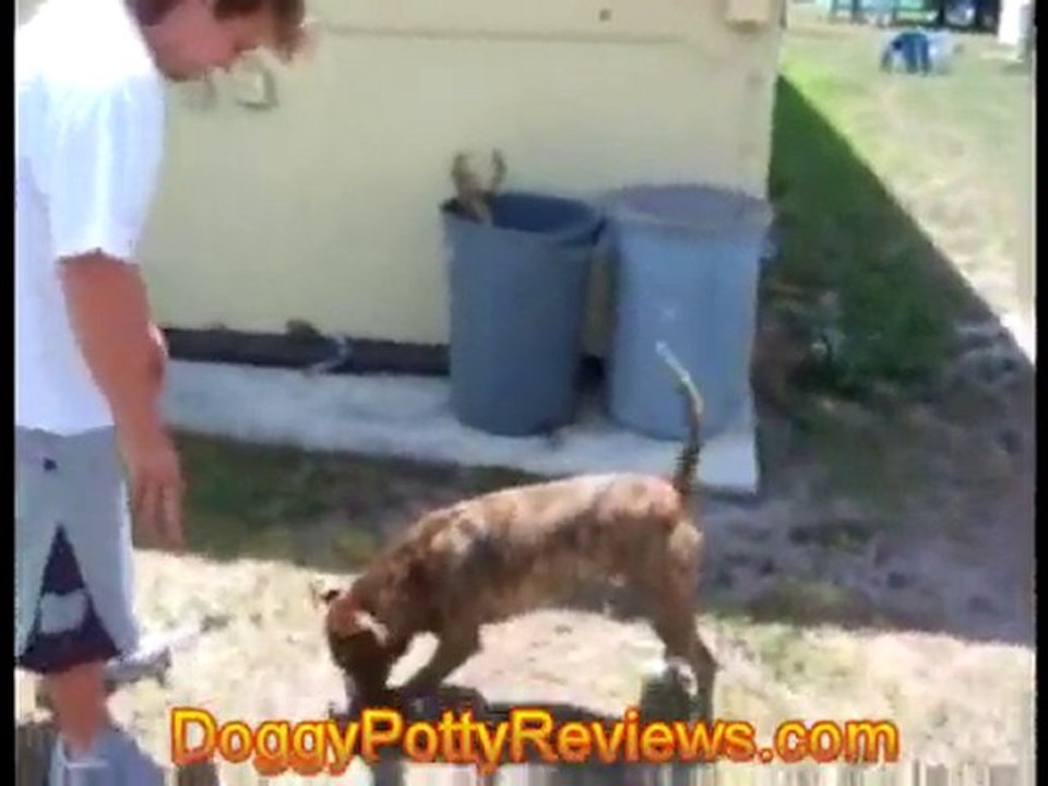 Dog Potties Shocking Backflip Stunt
