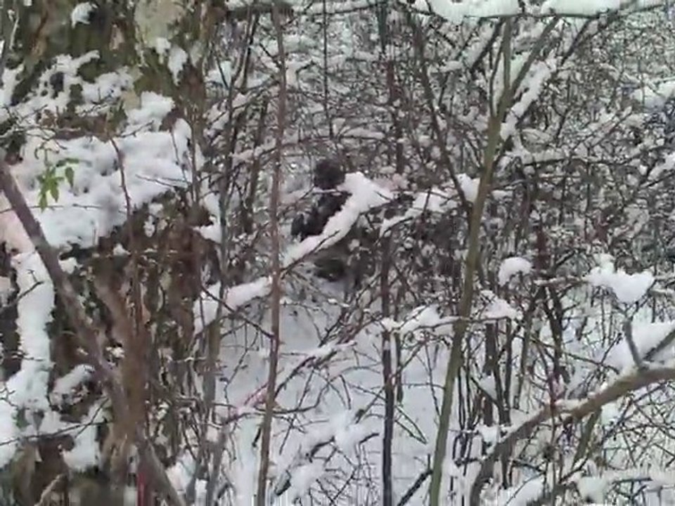 BALADE DANS LA NEIGE