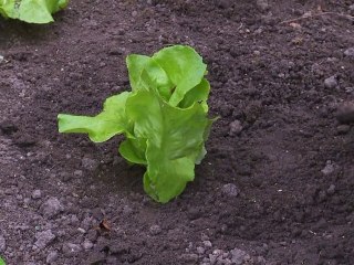 TEASER " LE TRAIN-TRAIN DU BERRY"