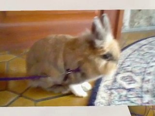 Boule De Coton et Fenouil