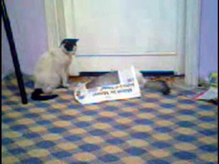 Kedilerin Günü (Cats Day)