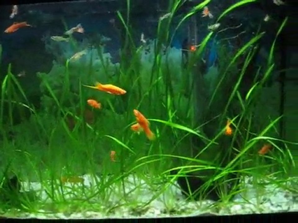 Lepistes-kılıçkuyruk