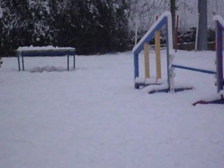 desyrée et emmy a l'agility sous la neige