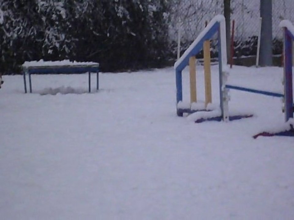 desyrée et emmy a l'agility sous la neige