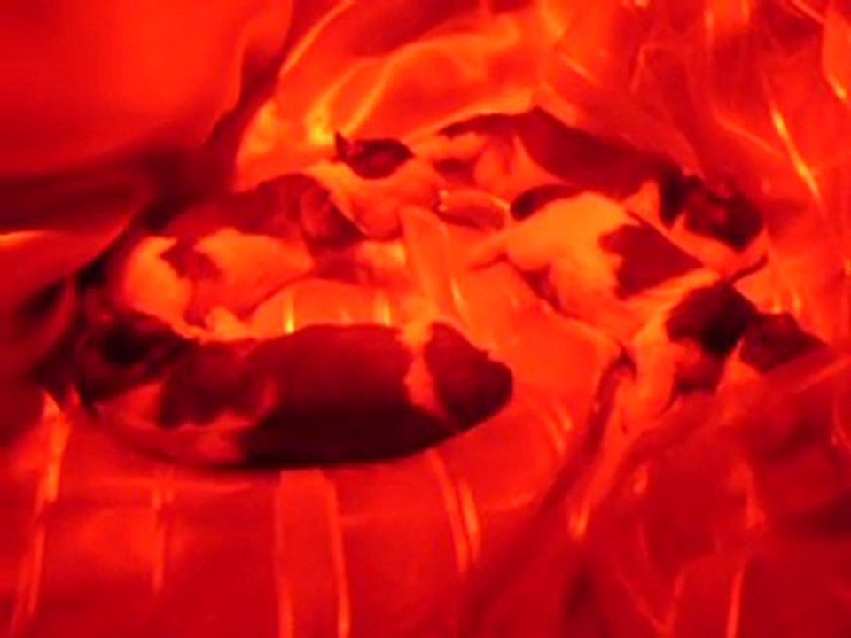 shih tzu du temple des mandarins