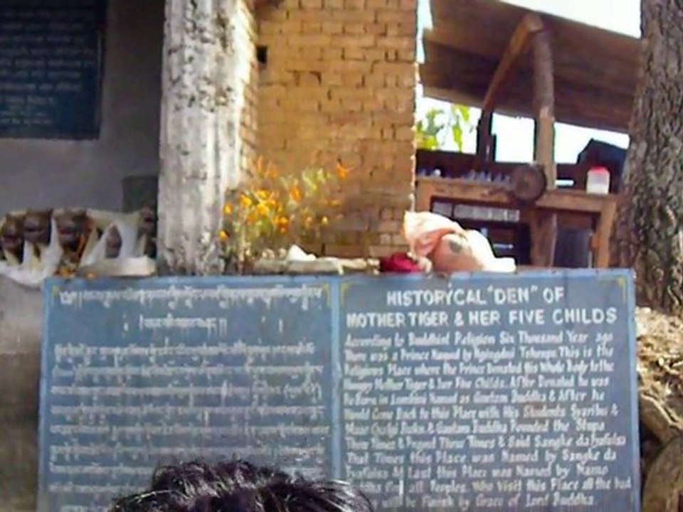 Save the tiger in Tiger Den Namo Buddha