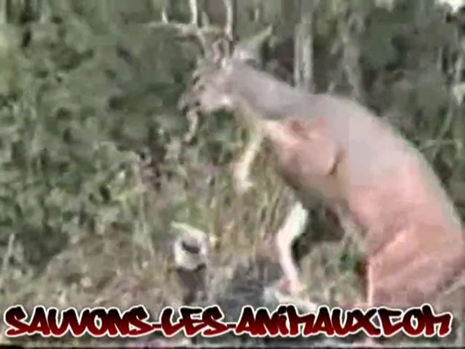 vengeance animaux cerf vs chasseur