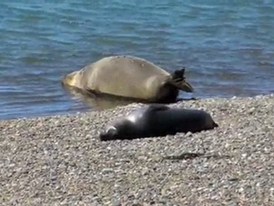 Patagonica Atlantica - Argentina