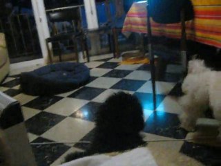 bebes + harmony + capucine + videos 008