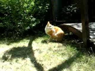 Conrad: Conversation dans le jardin 🌿