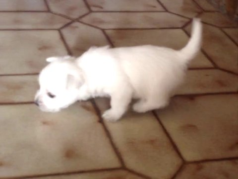 Chiots westies de la Vallée des Secrets