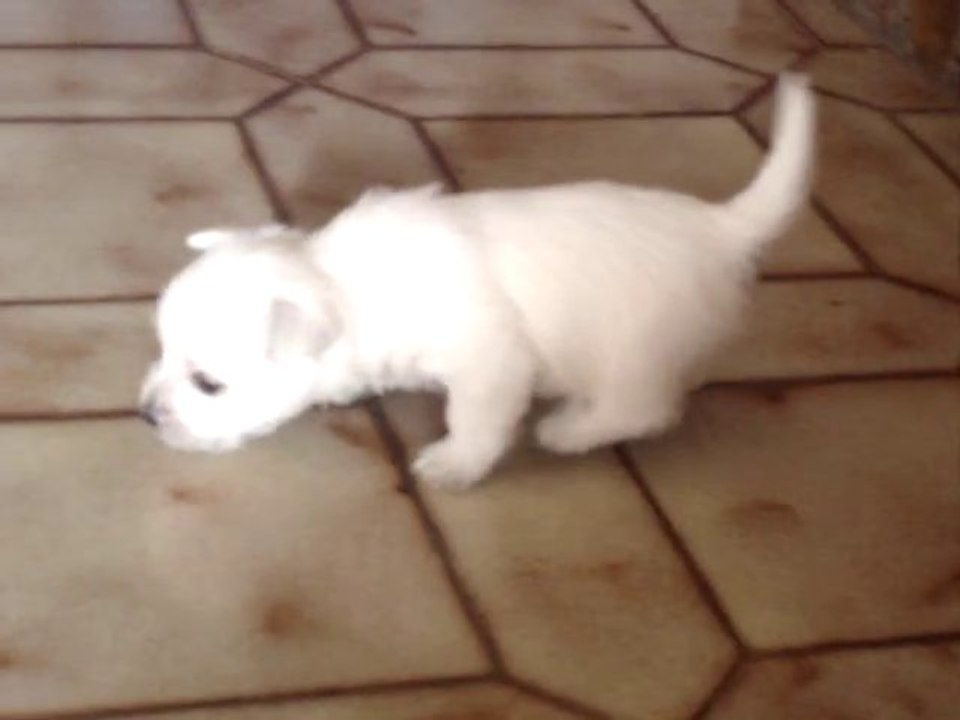 Chiots westies de la Vallée des Secrets