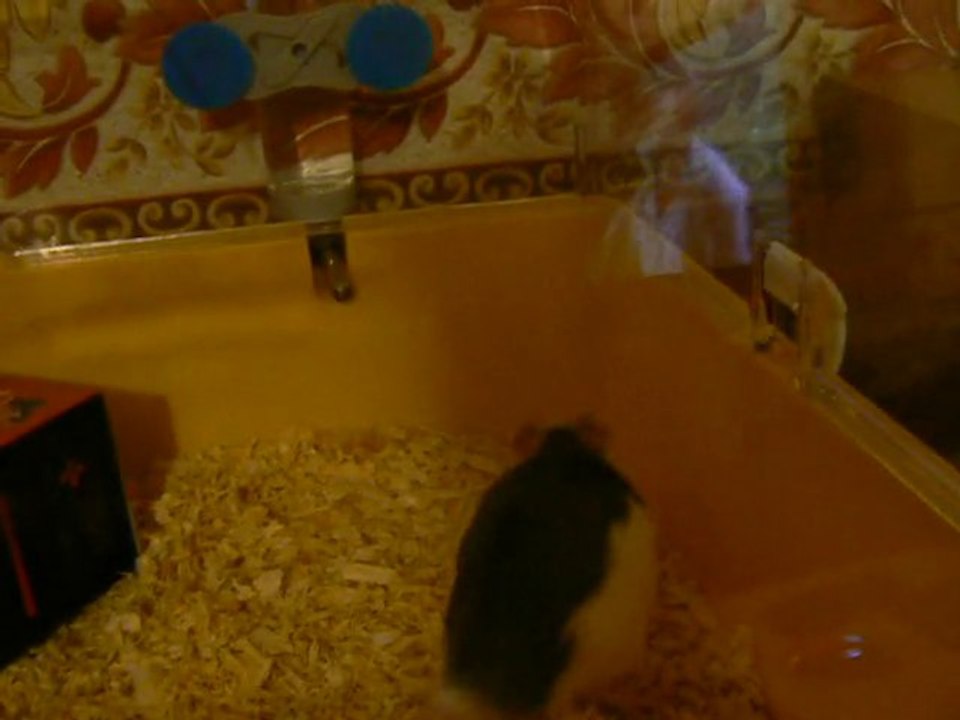mes rats