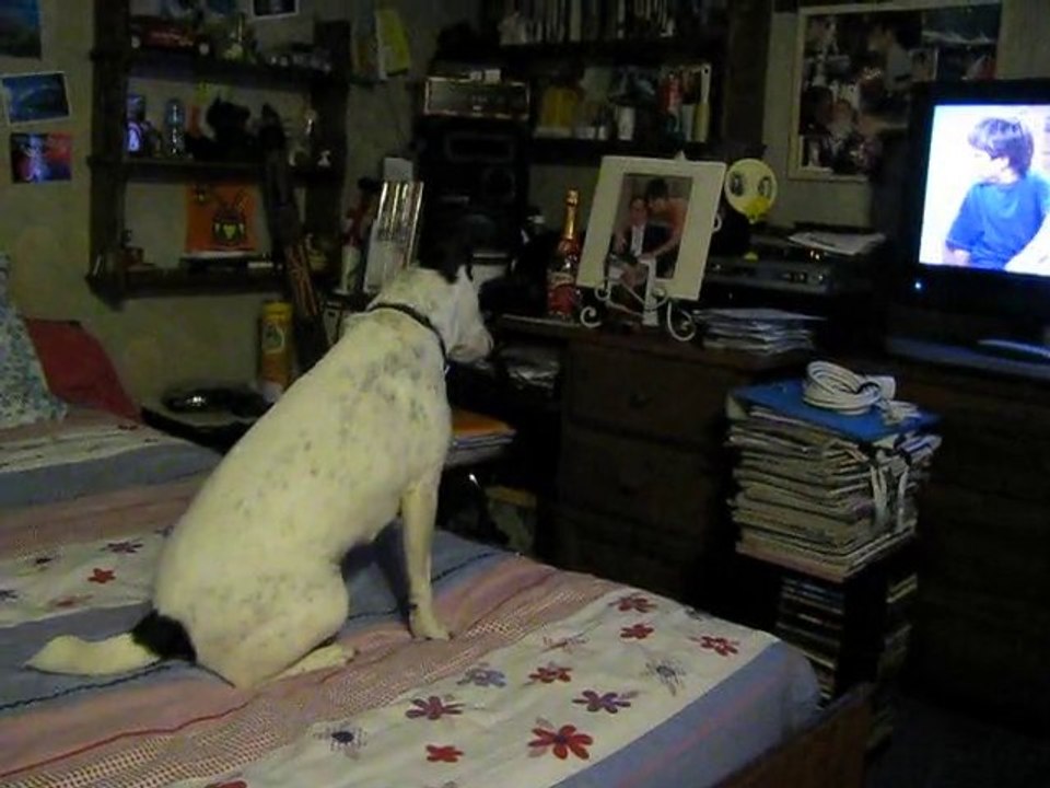 caramelle regarde la télé